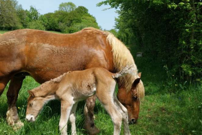 Avviso scomparsa Cavallo Femmina , 2024 anni Voillans Francia