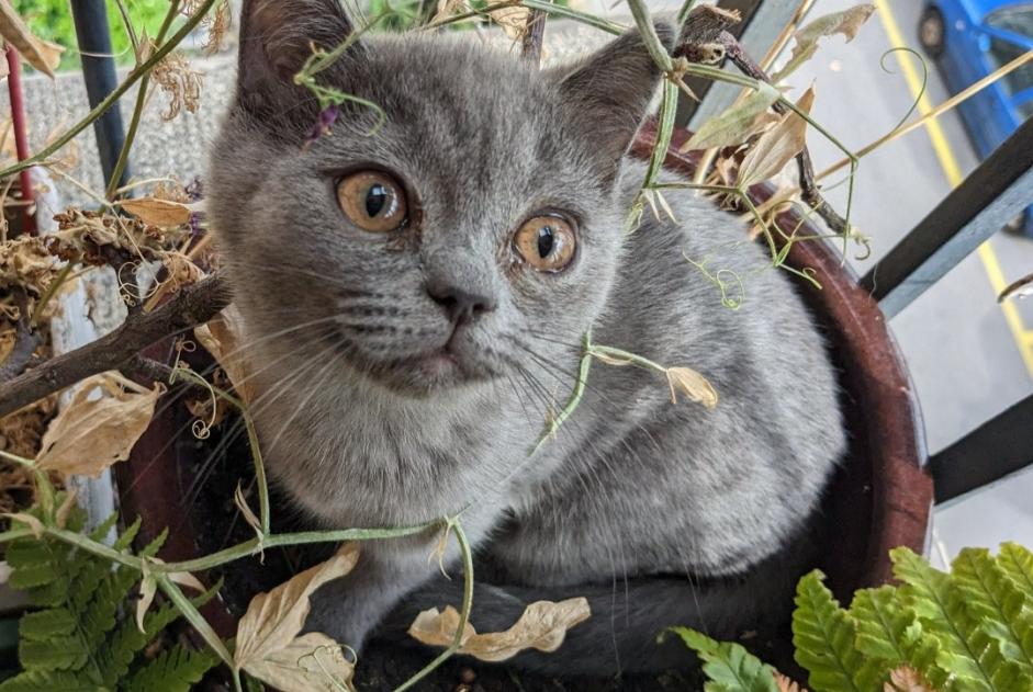 Avviso scomparsa Gatto  Femmina , 1 anni Lausanne Svizzera