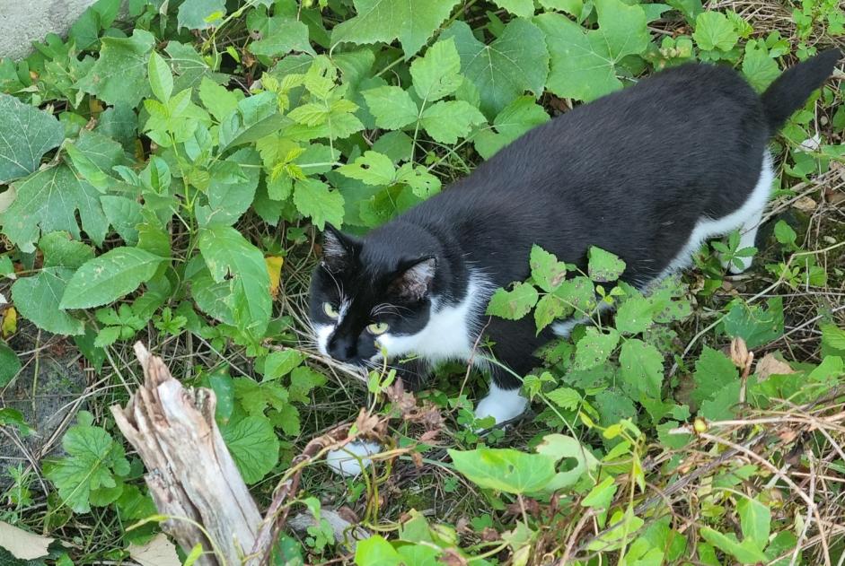 Avviso scomparsa Gatto  Femmina , 4 anni Saint-Honoré-les-Bains Francia