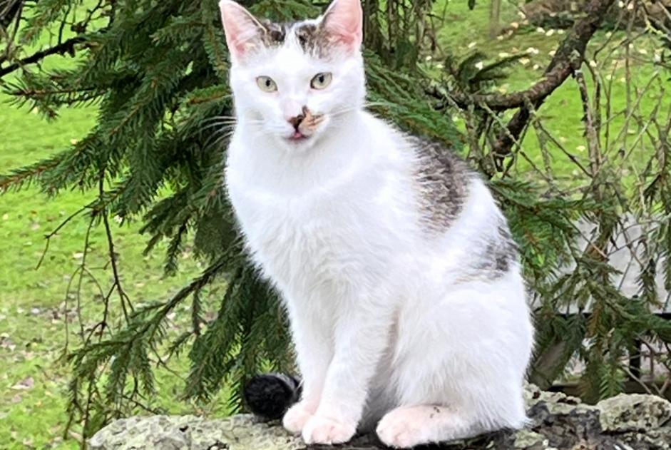 Avviso scomparsa Gatto Femmina , 1 anni Ottignies-Louvain-la-Neuve Belgio