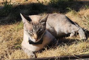 Avviso scomparsa Gatto Femmina , 3 anni Montreux Svizzera