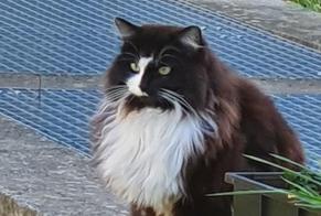 Avviso scomparsa Gatto Maschio , 5 anni Lausanne Svizzera