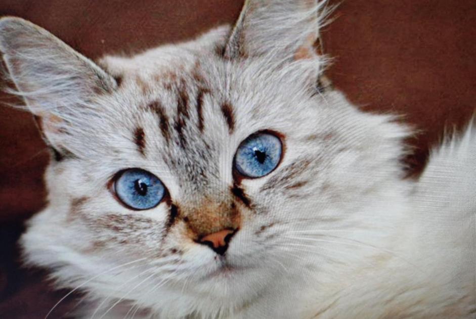 Avviso scomparsa Gatto  Femmina , 10 anni Soullans Francia