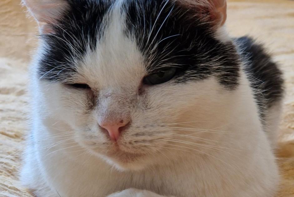 Avviso scomparsa Gatto Maschio , 5 anni Belfort Francia