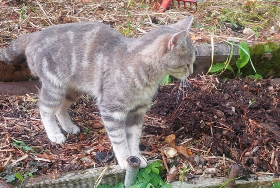 Avviso Ritrovamento Gatto Femmina Vevey Svizzera