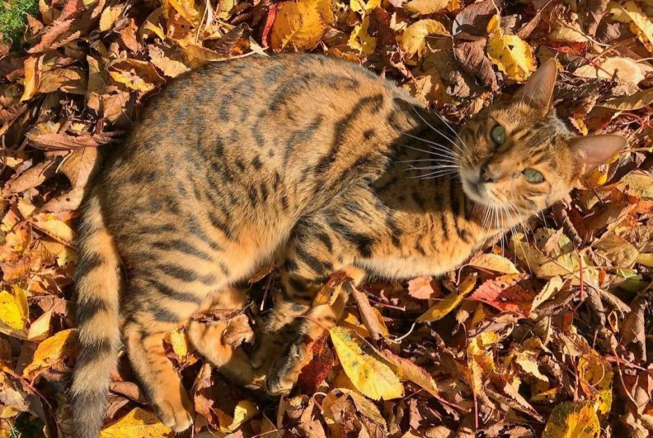 Avviso scomparsa Gatto  Maschio , 13 anni Lucens Svizzera