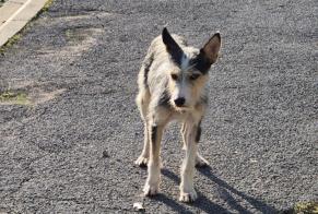 Avviso Ritrovamento Cane incrocio di razze Non conosciuta Cazouls-lès-Béziers Francia