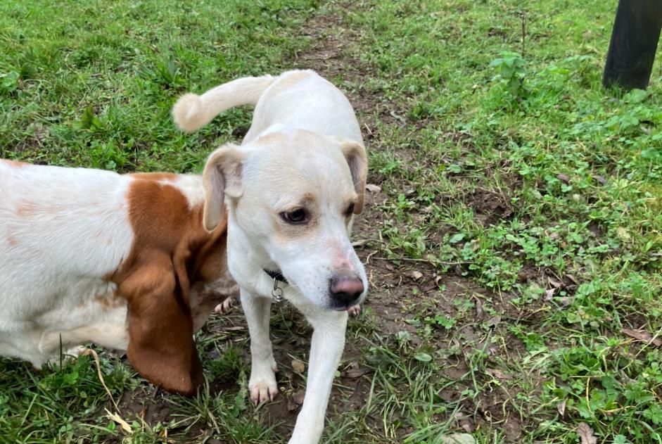 Avviso Ritrovamento Cane incrocio di razze Maschio Dirinon Francia