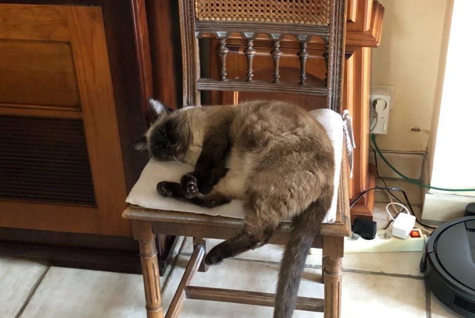 Avviso scomparsa Gatto  Femmina , 11 anni Choisy-le-Roi Francia