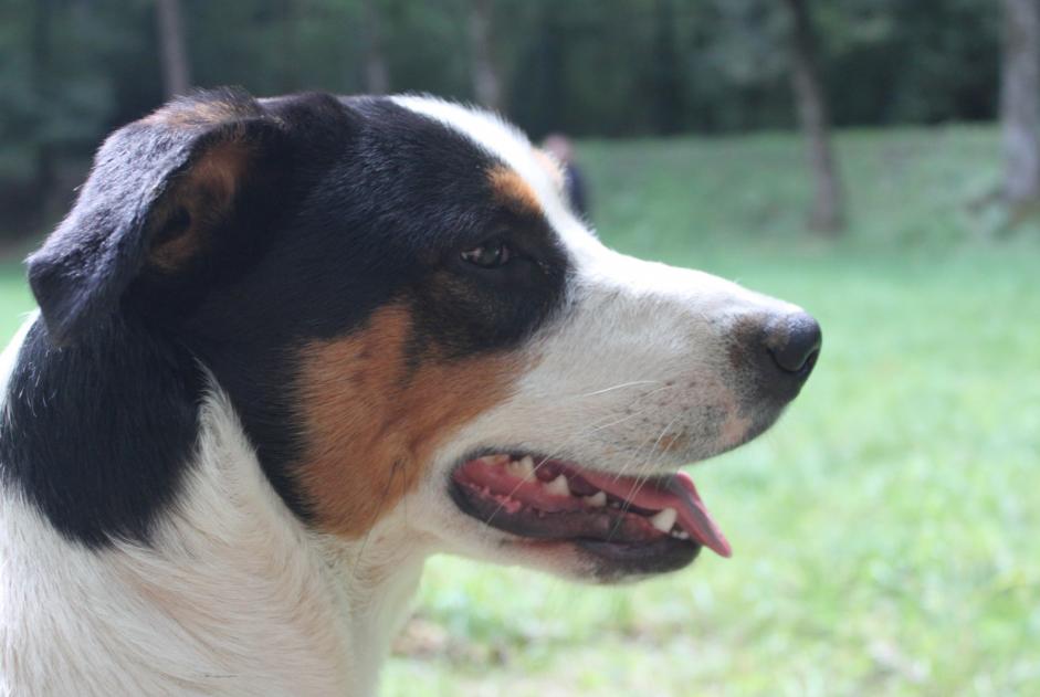 Avviso scomparsa Cane incrocio di razze Maschio , 8 anni Pampelonne Francia