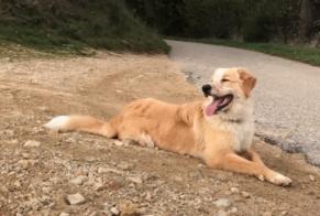 Avviso scomparsa Cane incrocio di razze Femmina , 0 anni Saint-Agrève Francia