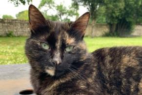 Avviso scomparsa Gatto Femmina , 4 anni Saint-Amant-de-Boixe Francia