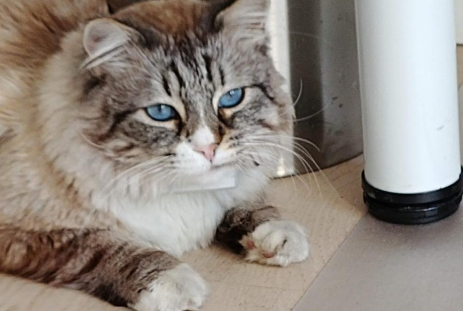 Avviso scomparsa Gatto incrocio di razze Maschio , 9 anni Noisy-le-Grand Francia