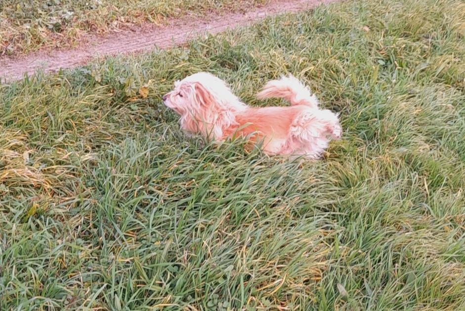 Avviso Ritrovamento Cane incrocio di razze Maschio Poulx Francia