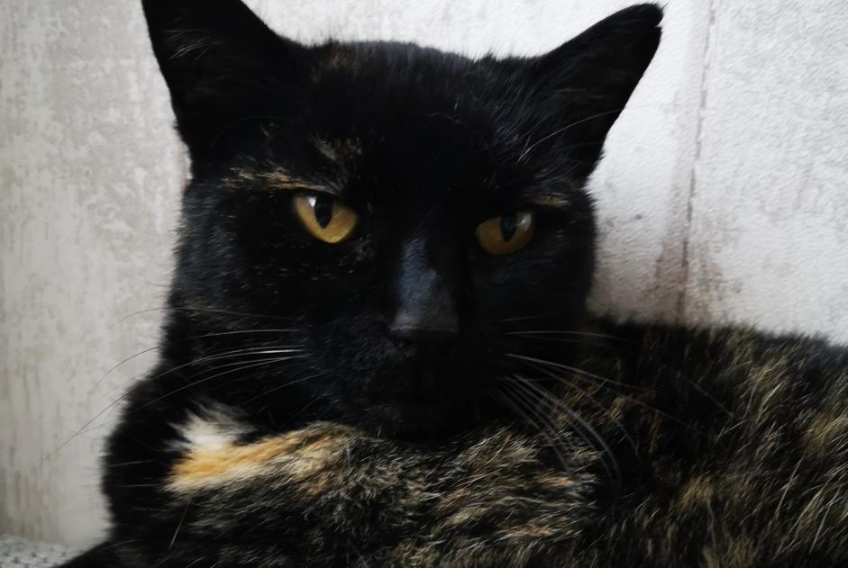 Avviso scomparsa Gatto Femmina , 15 anni Inzinzac-Lochrist Francia