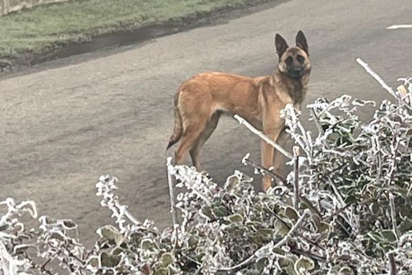 Avviso Ritrovamento Cane Femmina La Houssaye Francia