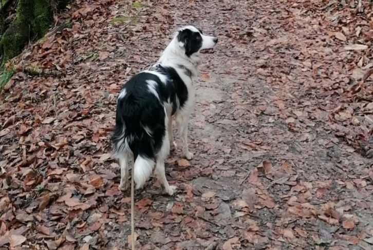 Avviso scomparsa Cane  Femmina , 4 anni Le Pont-de-Beauvoisin Francia