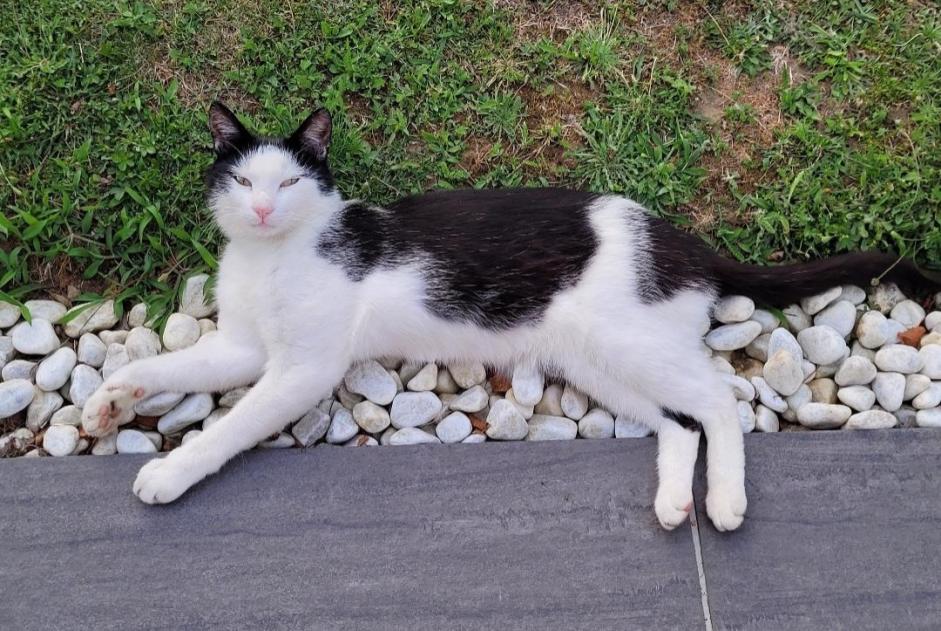 Avviso scomparsa Gatto  Maschio , 5 anni Saint-Philbert-de-Bouaine Francia