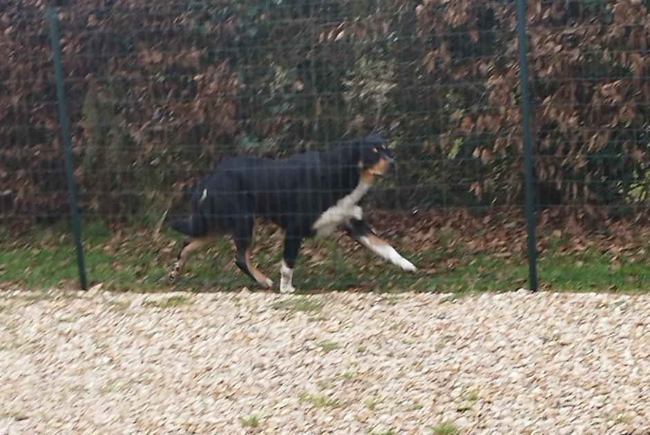 Avviso Ritrovamento Cane Non conosciuta Rueil-la-Gadelière Francia