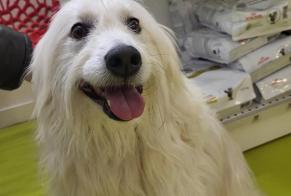 Avviso Ritrovamento Cane Femmina Les Sables-d'Olonne Francia