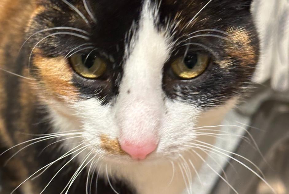 Avviso scomparsa Gatto  Femmina , 4 anni Ëlwen Lussemburgo