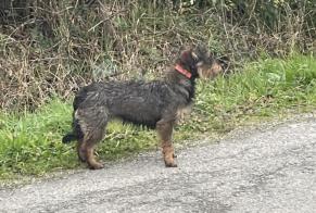 Avviso Ritrovamento Cane  Non conosciuta Chaumes-en-Retz Francia