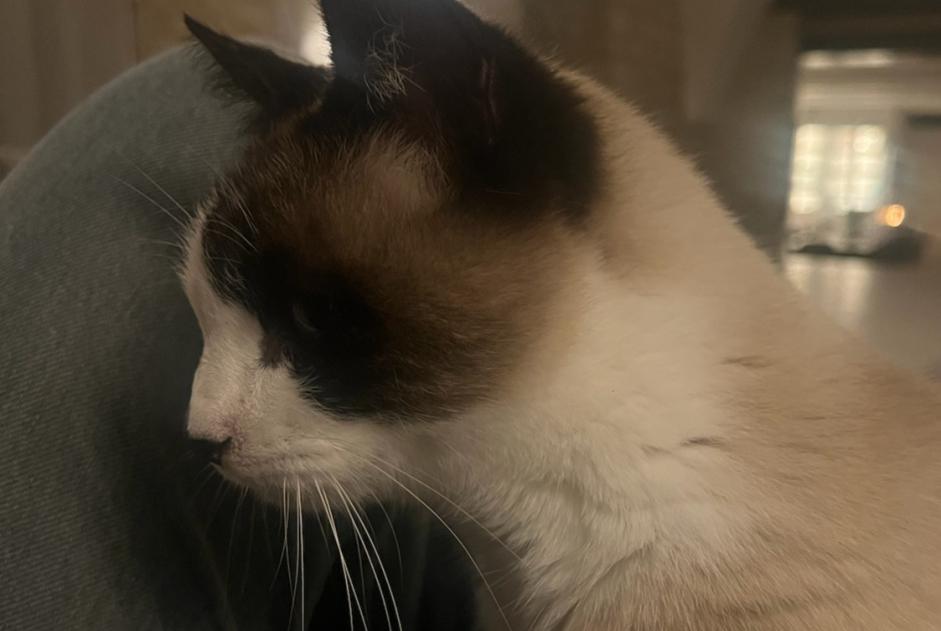 Avviso scomparsa Gatto incrocio di razze Femmina , 9 anni Goult Francia