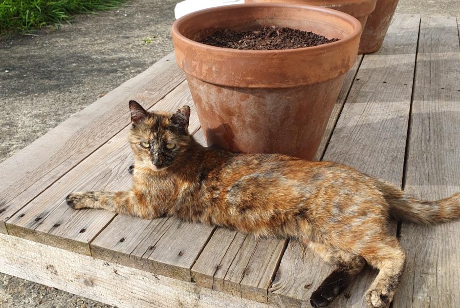 Avviso scomparsa Gatto incrocio di razze Femmina , 3 anni Betton Francia