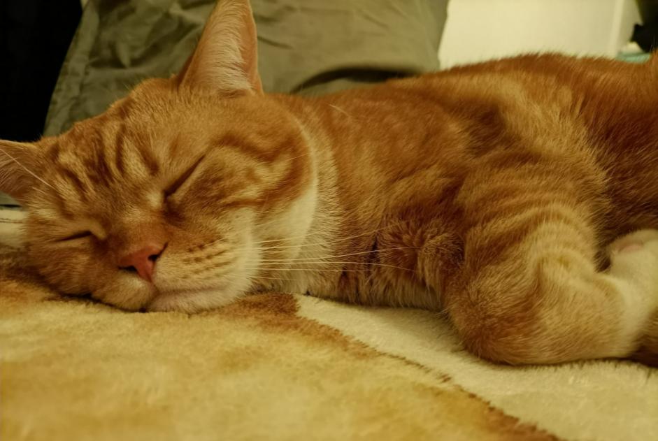 Avviso scomparsa Gatto incrocio di razze Maschio , 3 anni Nice Francia