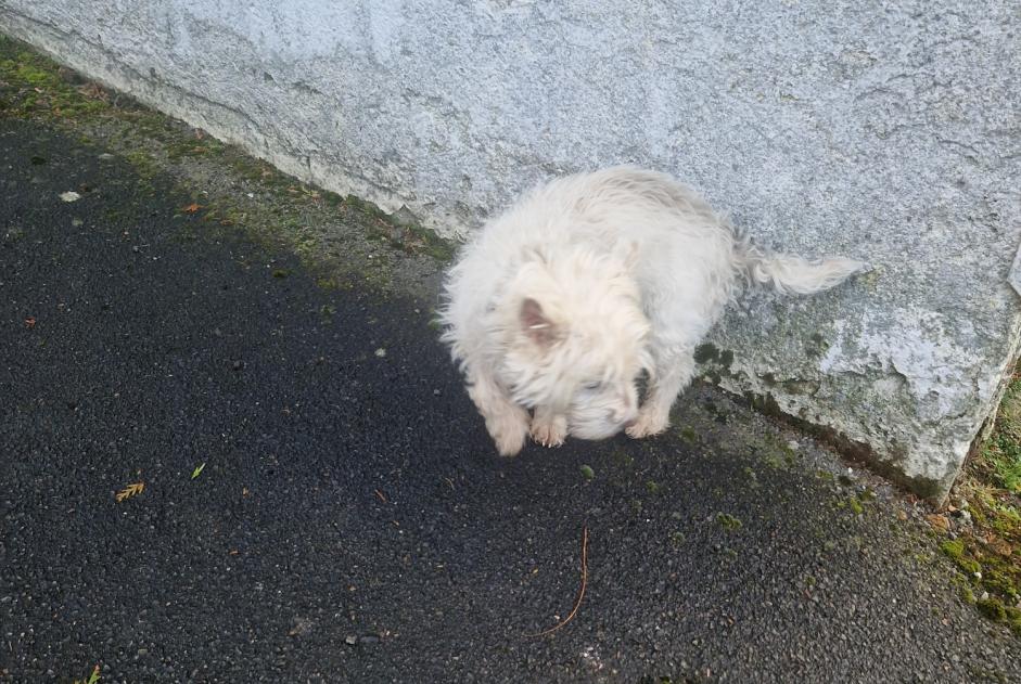 Avviso Ritrovamento Cane incrocio di razze Maschio Poix-du-Nord Francia