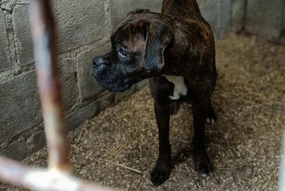 Avviso Ritrovamento Cane  Femmina La Ferté-Macé Francia