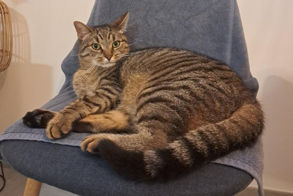 Avviso scomparsa Gatto  Maschio , 4 anni Bordeaux Francia