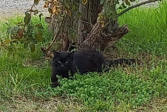 Avviso scomparsa Gatto Maschio , 13 anni Breteuil Francia