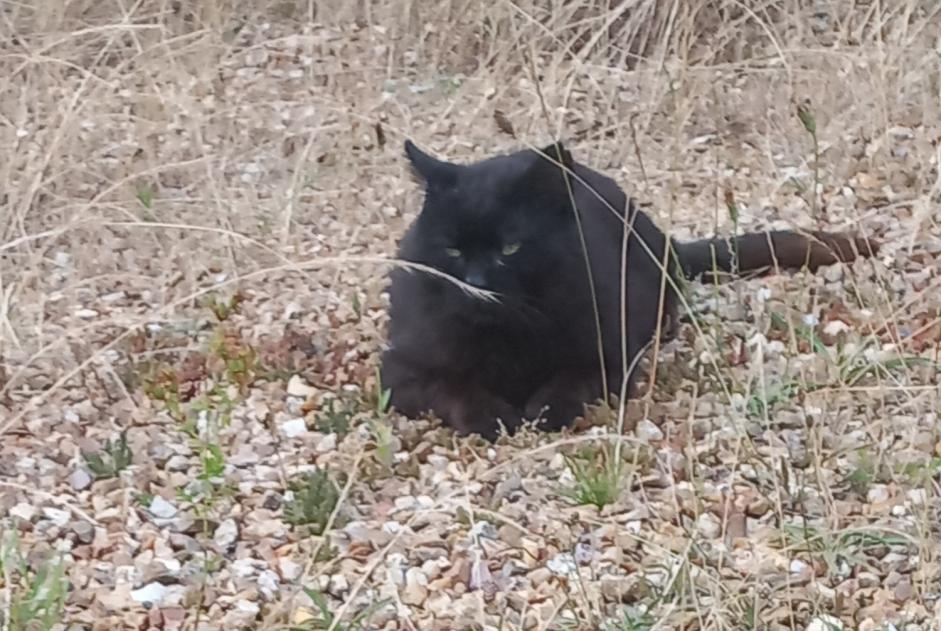 Avviso scomparsa Gatto Maschio , 13 anni Breteuil Francia