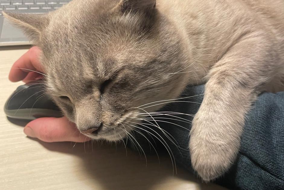 Avviso scomparsa Gatto incrocio di razze Maschio , 4 anni Pierrefeu-du-Var Francia