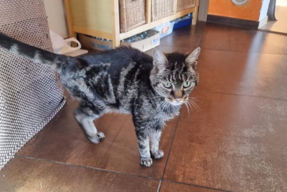 Avviso Ritrovamento Gatto incrocio di razze Non conosciuta , 10 anni Chamoson Svizzera