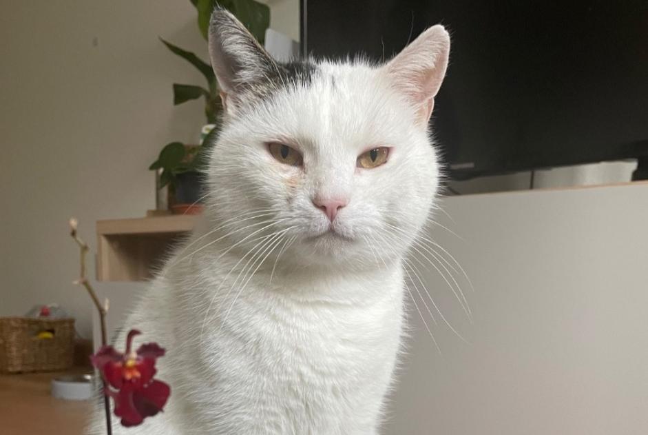 Avviso scomparsa Gatto incrocio di razze Maschio , 14 anni Basel Svizzera