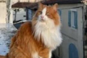 Avviso scomparsa Gatto  Maschio , 11 anni Vic-Fezensac Francia