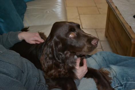 Vermësstemeldung Hond  Männlech , 6 joer Savigny-le-Temple France