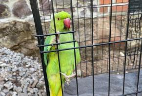 Ontdekkingsalarm Vogel Onbekend Thuin België