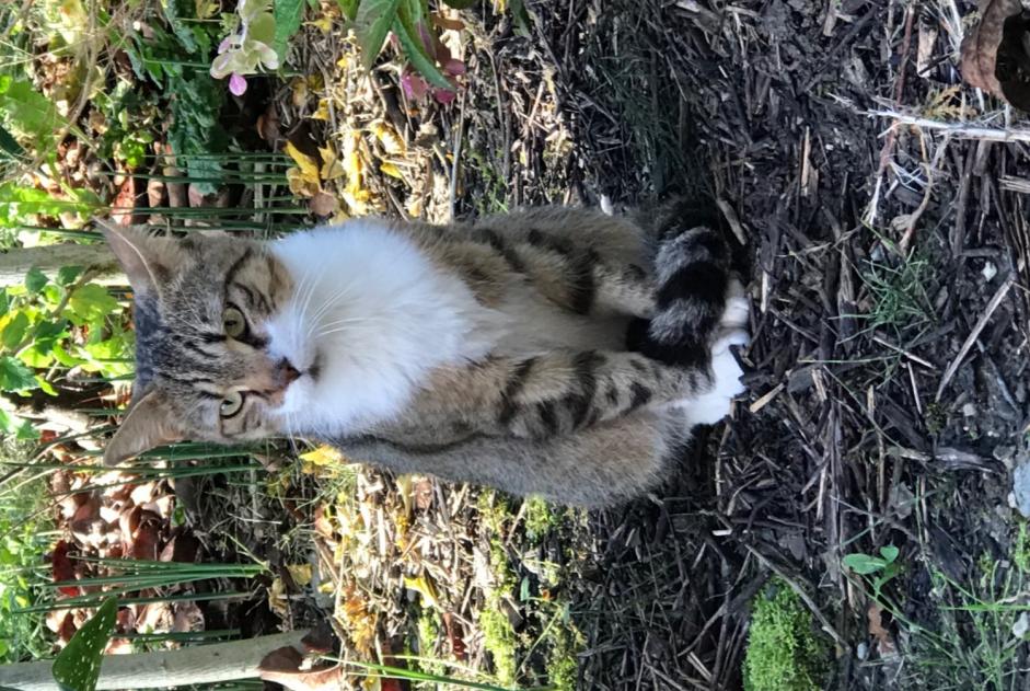 Ontdekkingsalarm Kat Mannetje Tournon Frankrijk