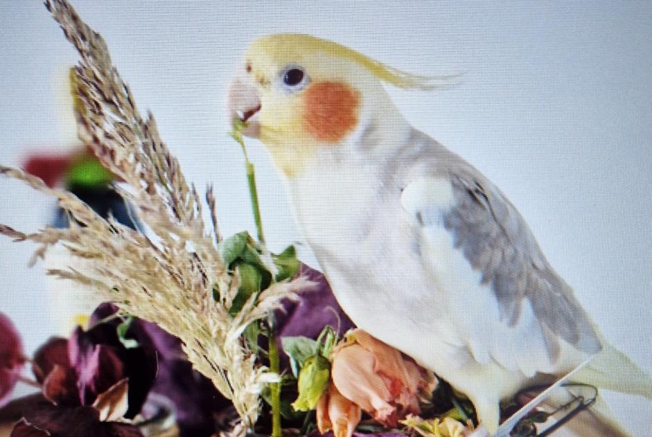 Verdwijningsalarm Vogel Mannetje , 2024 jaar Pecquencourt Frankrijk