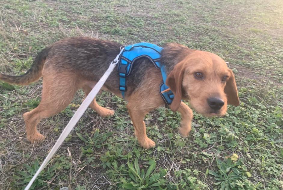 Verdwijningsalarm Hond rassenvermenging Mannetje , 2 jaar Toulouse Frankrijk