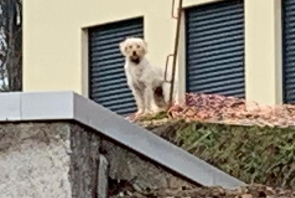 Ontdekkingsalarm Hond Onbekend , 5 jaar Useldange Luxemburg