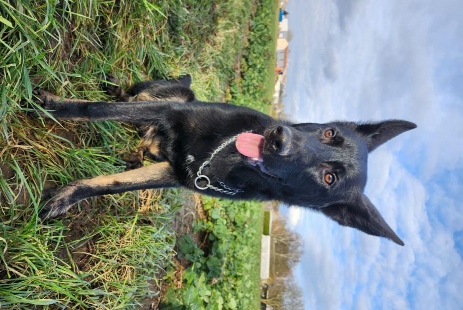 Verdwijningsalarm Hond  Mannetje , 1 jaar Ormes Frankrijk