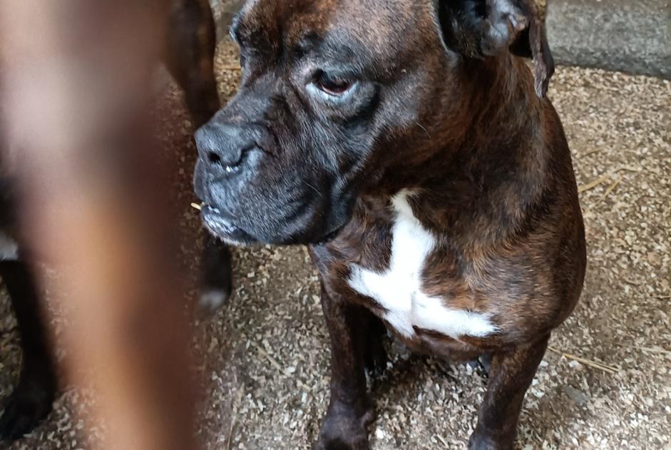 Ontdekkingsalarm Hond  Vrouwtje La Ferté-Macé Frankrijk