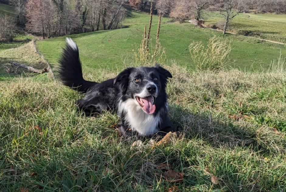 Verdwijningsalarm Hond  Mannetje , 5 jaar Glun Frankrijk