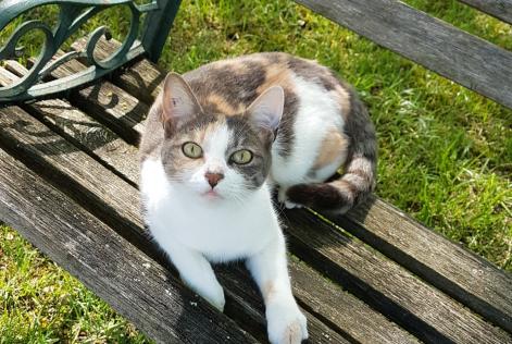 Alerta desaparecimento Gato Fêmea , 8 anos Neuvicq-le-Château France