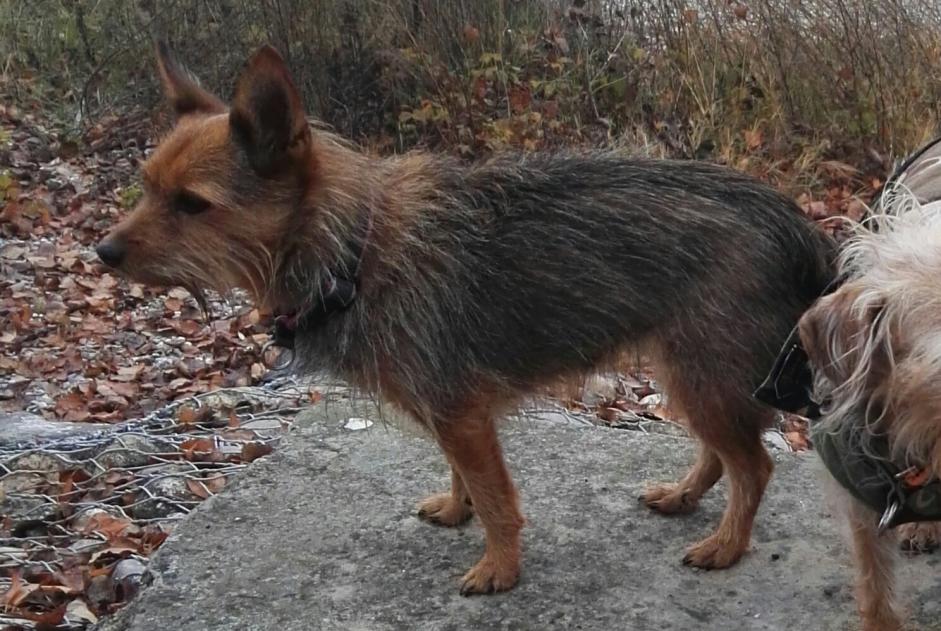 Alerta desaparecimento Cão cruzamento Fêmea , 18 anos Kunheim France