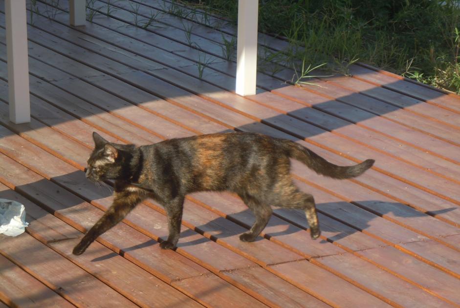 Alerta desaparecimento Gato  Fêmea , 9 anos Pusignan France